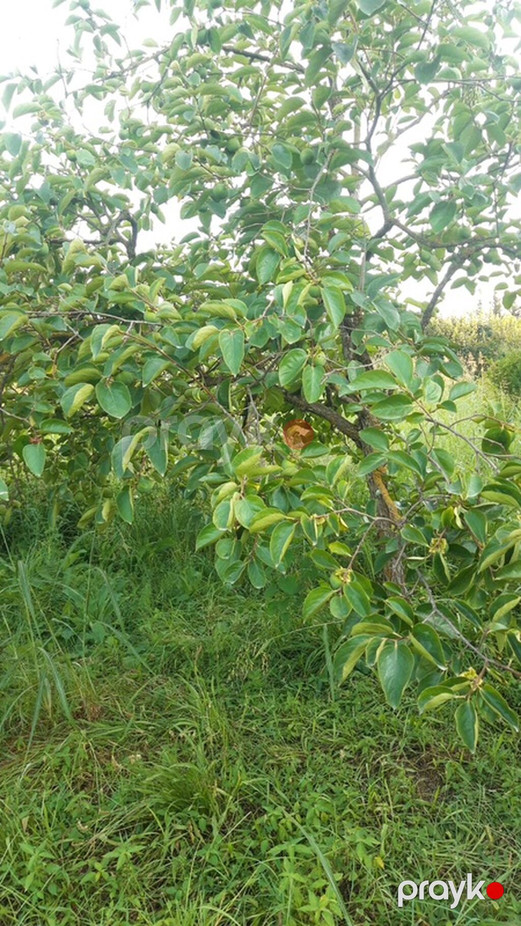 300 sot, Biznes üçün, Mülkiyyətçi, Kupça (Çıxarış) — Torpaq, Göyçay (5)