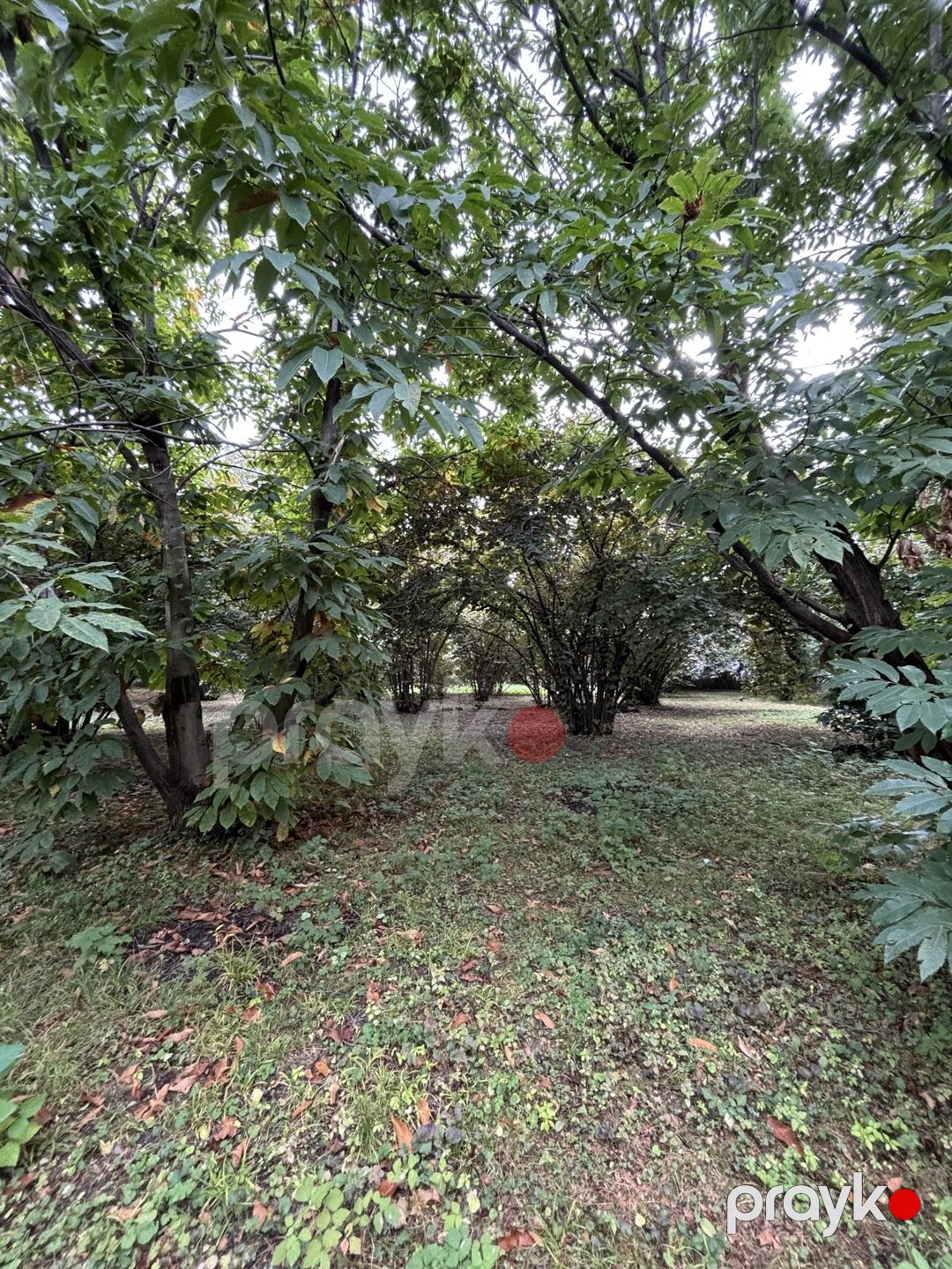 Satılır torpaq 30 sot — Torpaq, Qəbələ (6)