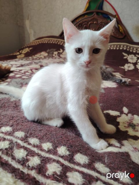 Erkək, Yaxşı əllərə — Ağcabədi
