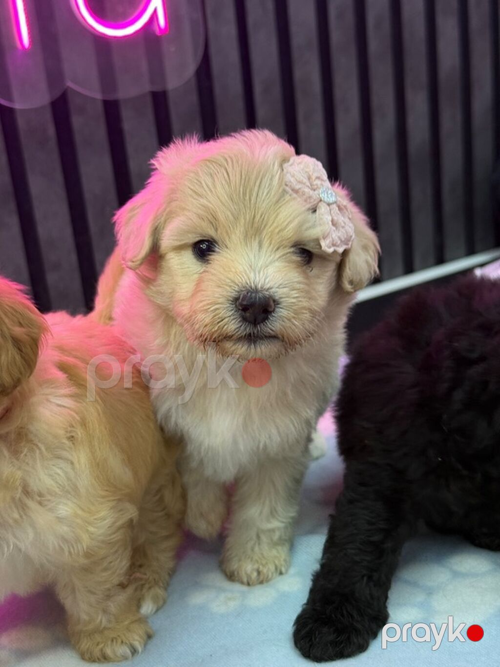 Maltipoo balaları – kariçnivi qara reng var tələsin — Köpəklər, Beyləqan (2)