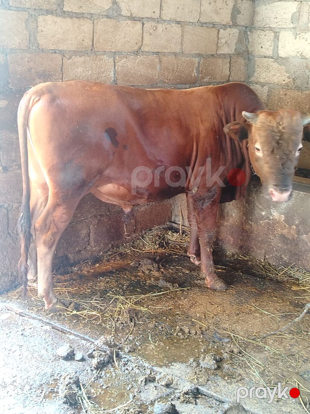 Qırmızı-qonur rəngli buğa - Növ: Buğa (erkək mal-qara) - Rəng: Tünd — Kənd təsərrüfatı heyvanları, Bakı (4)