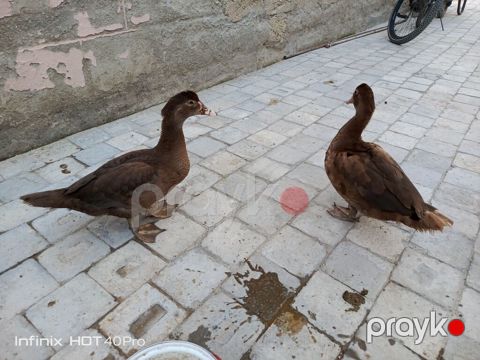 2 dənə dişi qırmızı öküz fərə satılır 3 ay yarımlıqdilar qiymətdə çox