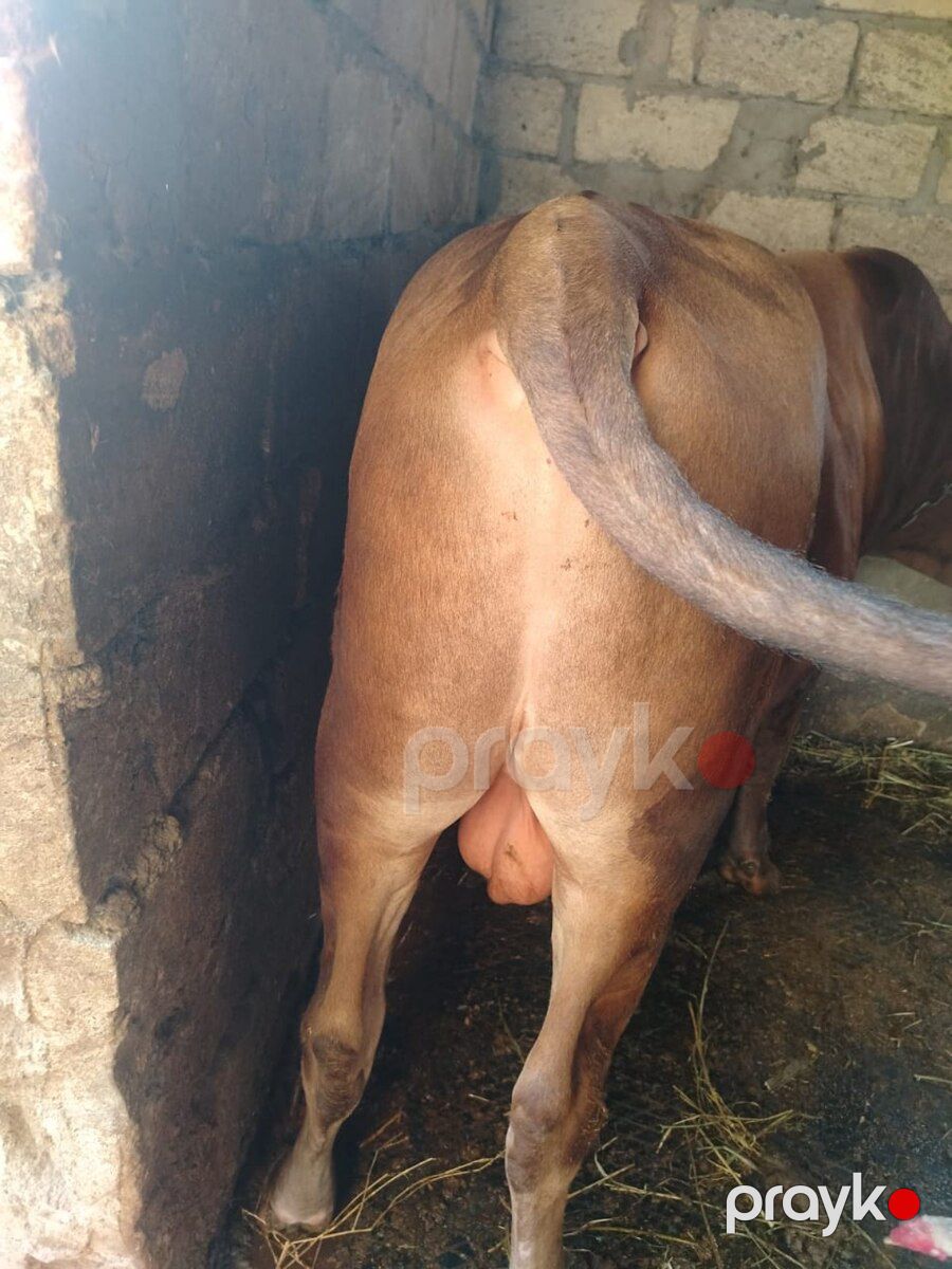 Dana — Kənd təsərrüfatı heyvanları, Cəlilabad (3)