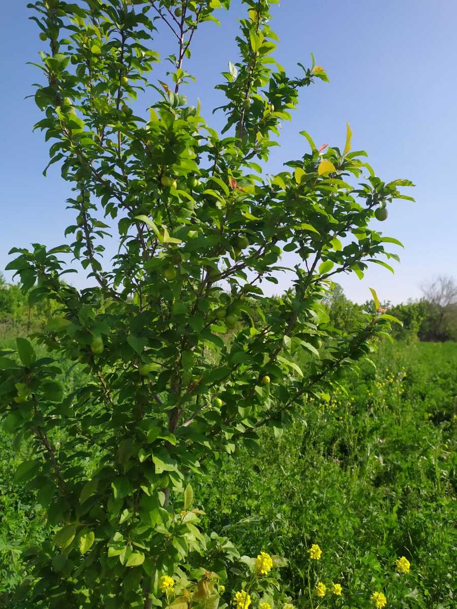 40 sot torpaq sahəsi, Tərtər r — Torpaq, Tərtər (4)