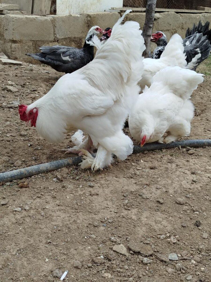 Brama yumurtası — Quşlar, Bakı (6)