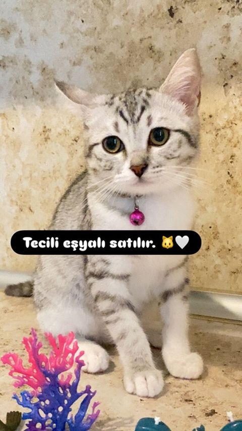 Şinşilla, Dişi, Ünvandan götürmə, Ödənişli çatdırılma — Digah