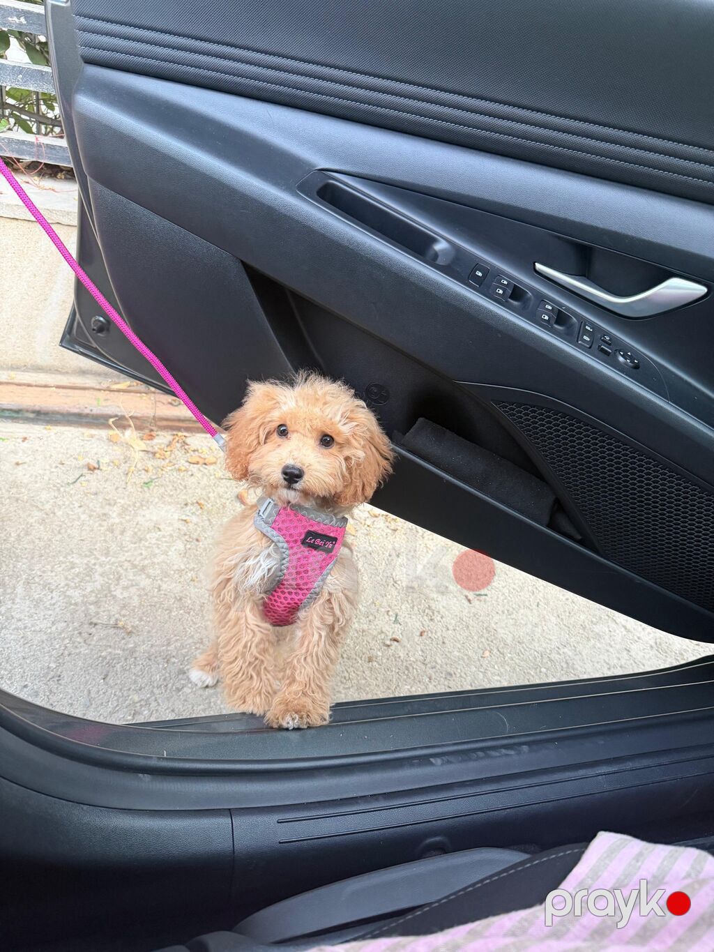 Maltipu (Maltipoo) balası – dişi Rəng: “ice gold” / buzlu krem Doğum — Digər, Bakı (2)