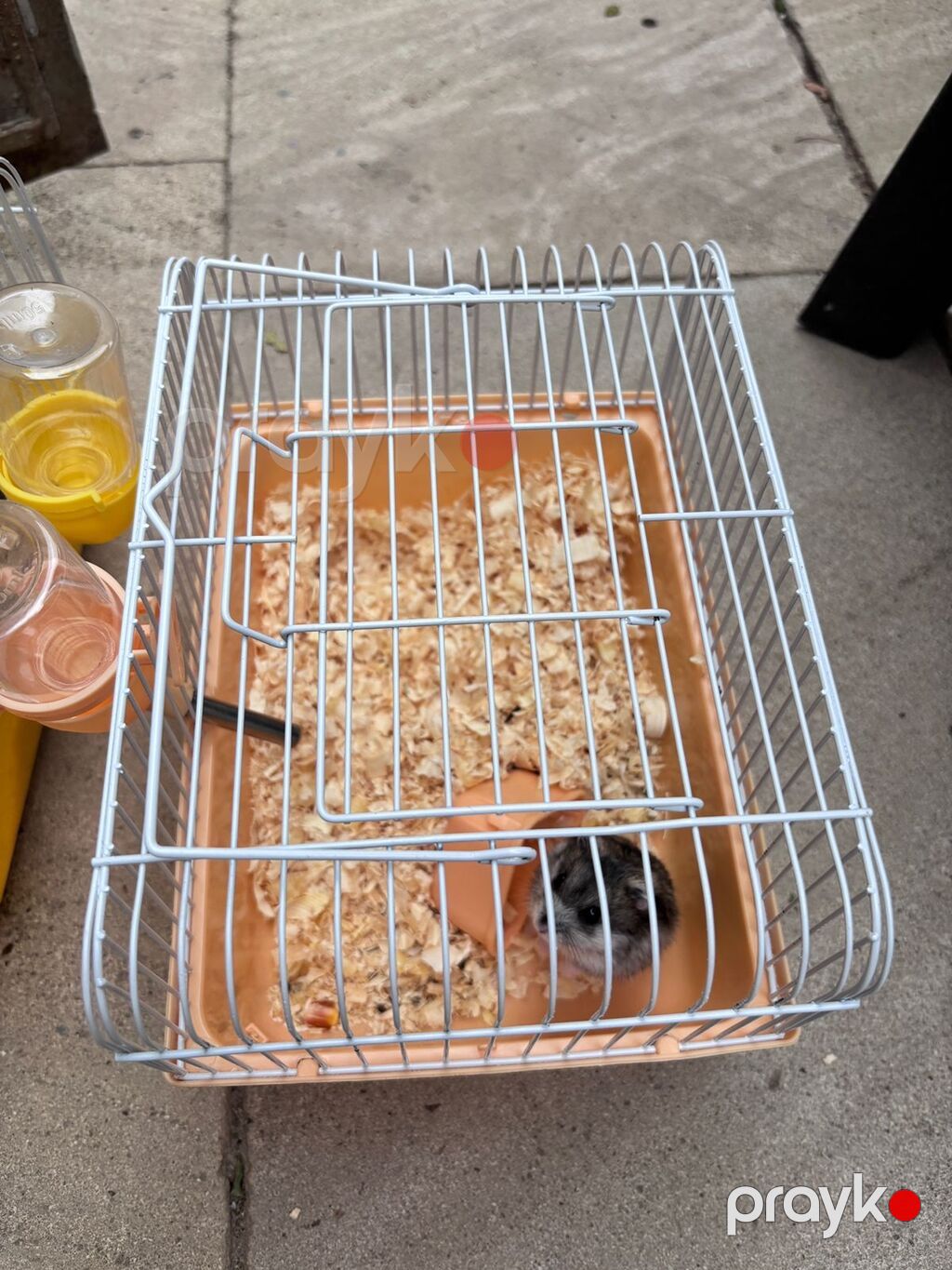 2 xamyak 2 qefes cixdi satisa 1 disi 1 erkek real alicilar narahat — Kəmiçilər, Sumqayıt (3)