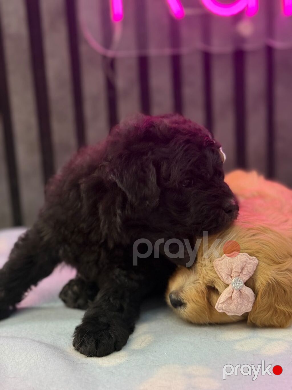 Maltipoo balaları – kariçnivi qara reng var tələsin — Köpəklər, Beyləqan (4)