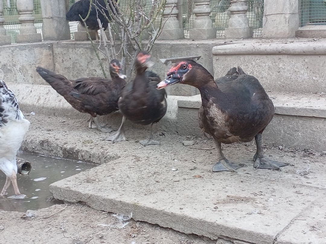 Lal ördəklər — Quşlar, Bakı (3)