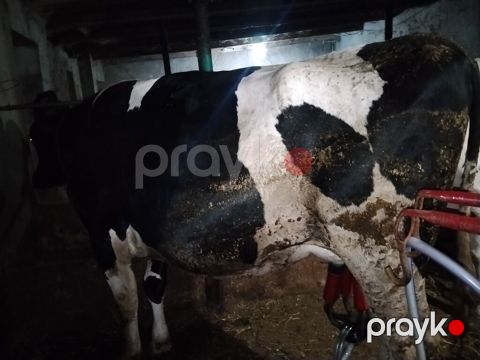 1 qarın doğub cavan maldı partdama kökdü 330340 kilo əti olar — Digah