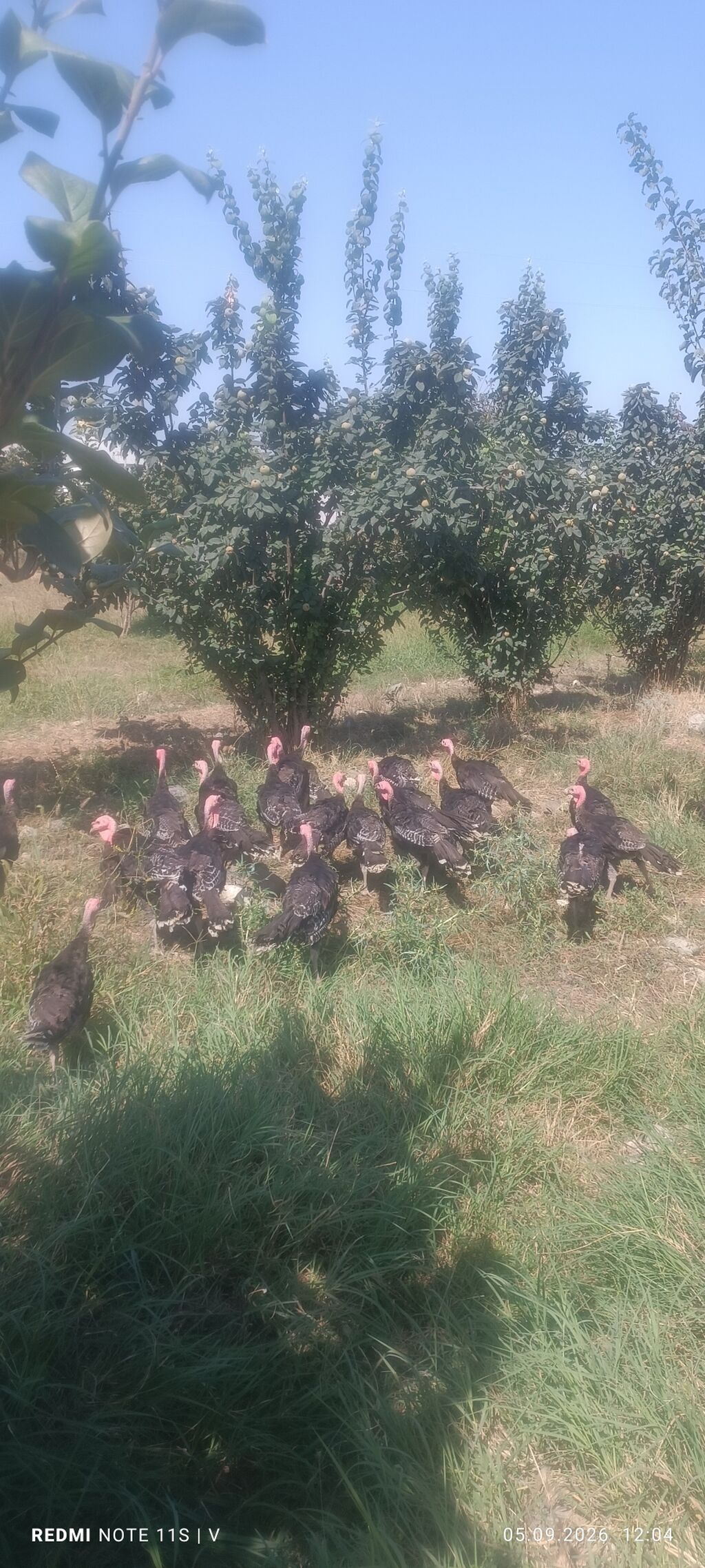 Məhsul: Hinduşka sürüsü Təsvir: - Təbii şəraitdə otlaqda bəslənən — Digərləri, Gəncə (6)