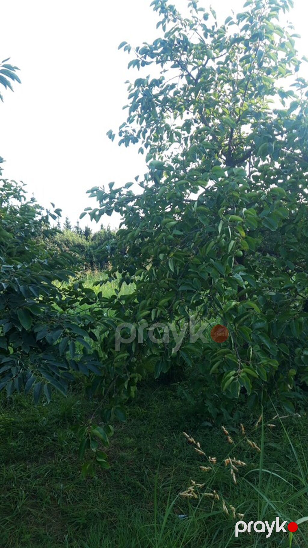 300 sot, Biznes üçün, Mülkiyyətçi, Kupça (Çıxarış) — Torpaq, Göyçay (2)