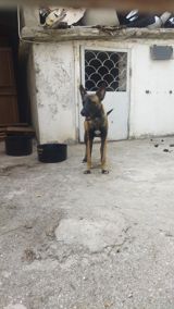 Belçika çoban iti, 7 ay, Dişi — İtlər