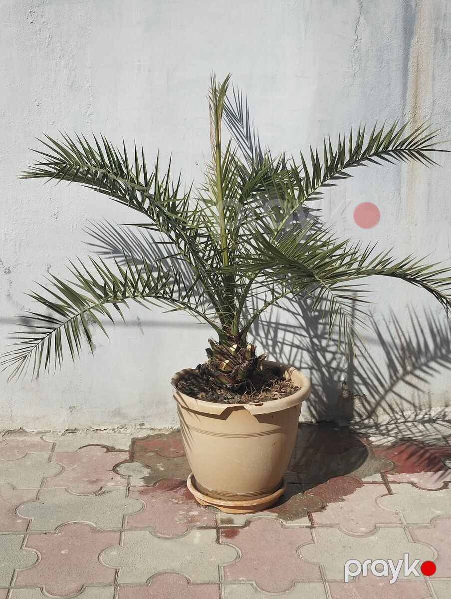 Palma ağacları — Bitkilər, Bakı (3)