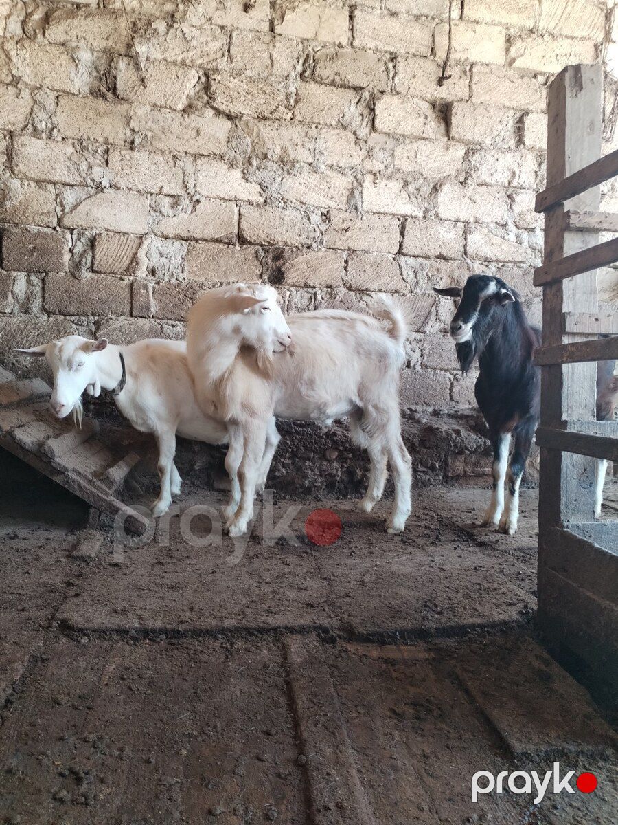 Sannen və Alpin təkələri — Kənd təsərrüfatı heyvanları, Bakı (6)