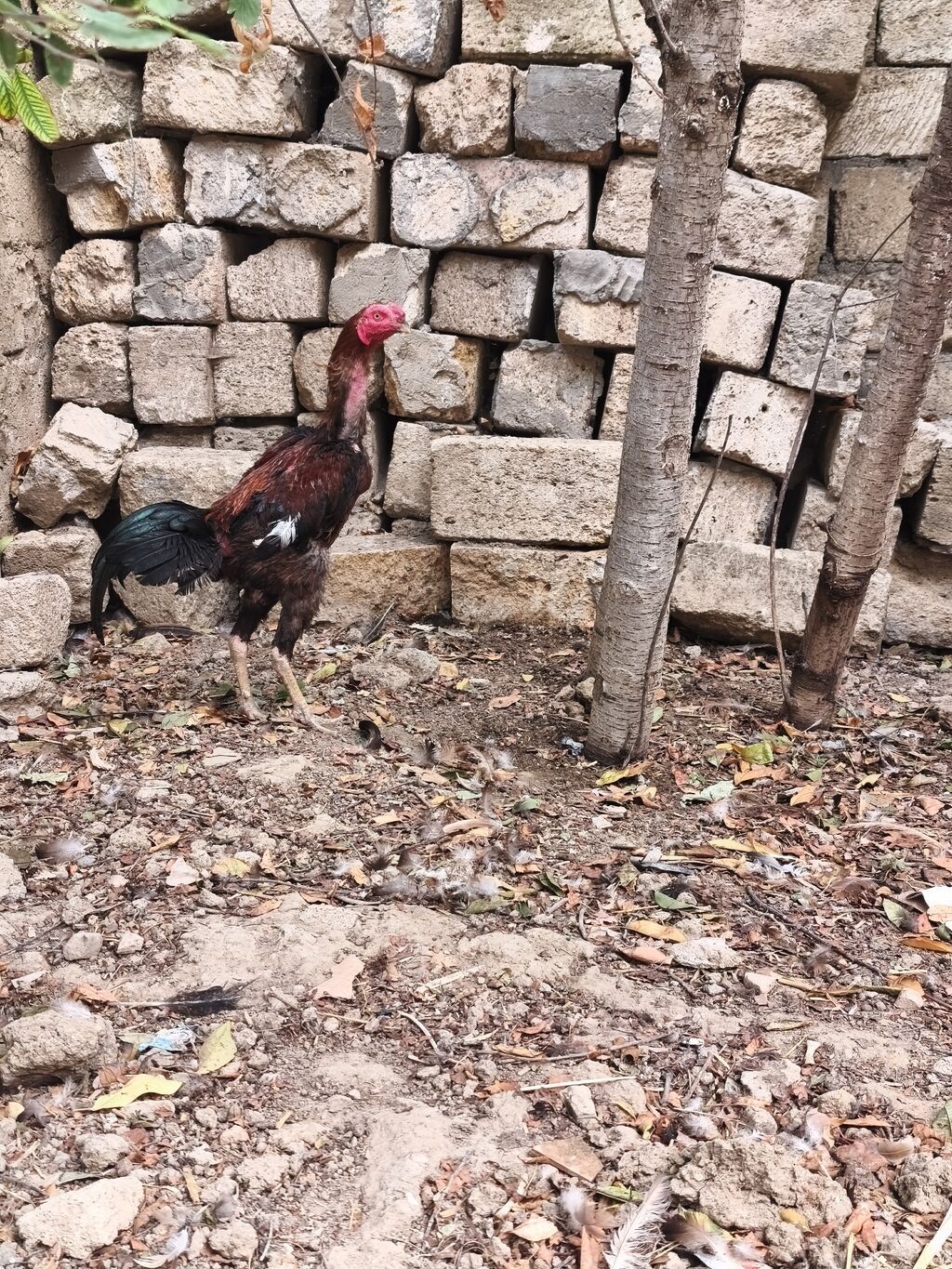Heyratı xoruz. Təmiz cins saglam,cavan heyvandi. 4 ədəd lal ordekləde — Toyuq və xoruz, Masazır (4)