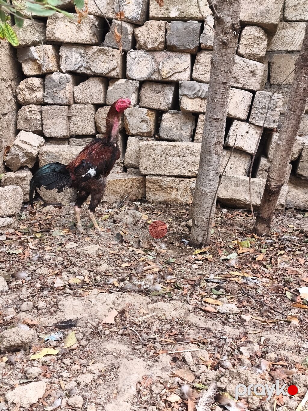 Heyratı xoruz. Təmiz cins saglam,cavan heyvandi. 4 ədəd lal ordekləde — Toyuq və xoruz, Masazır (4)