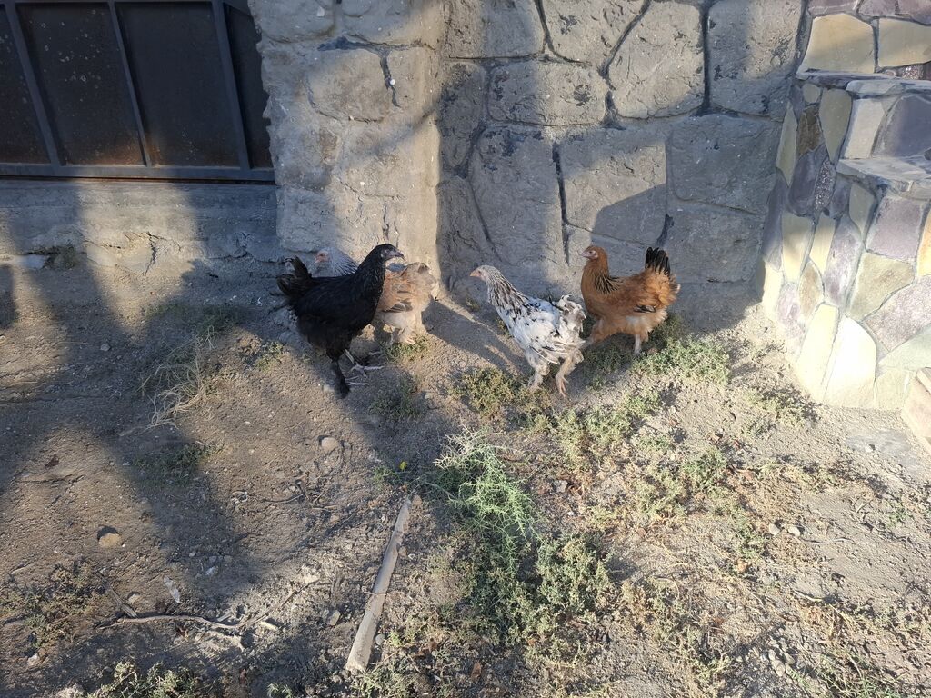 Toyuq, Yumurtalıq — Toyuq və xoruz, Bakı (3)