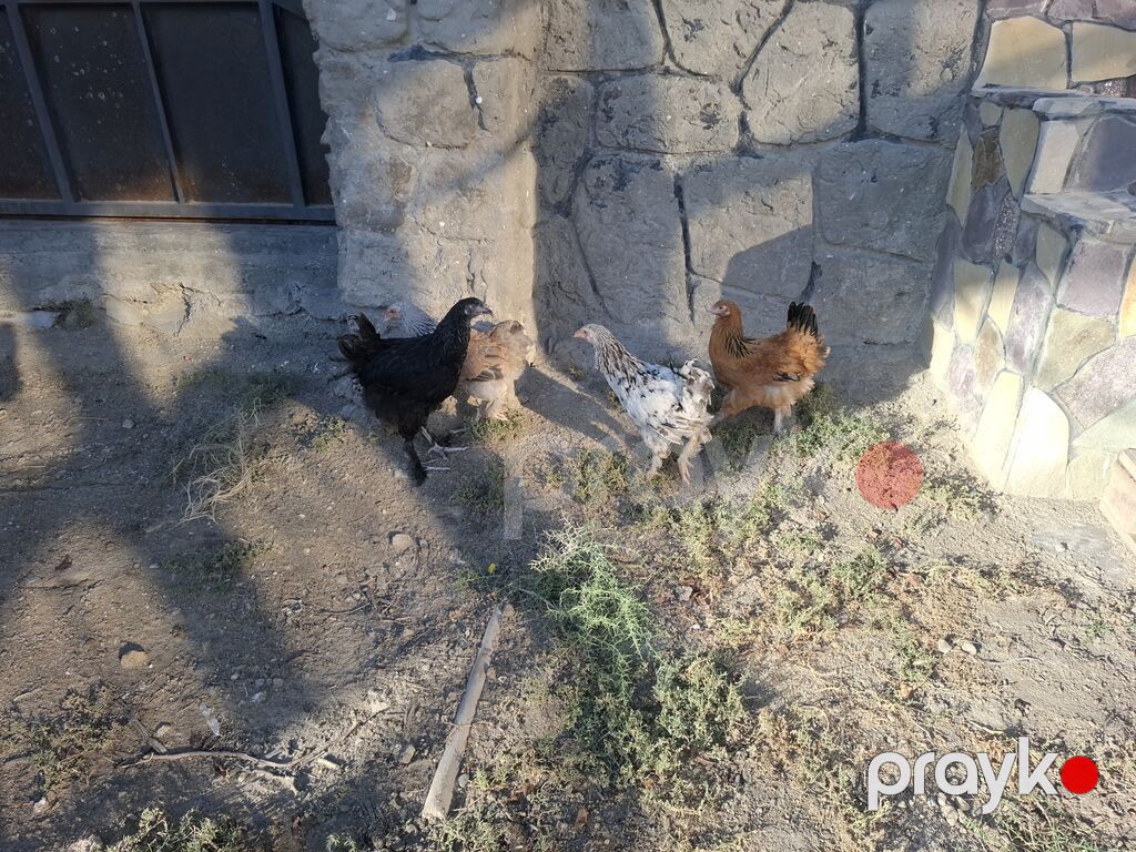 Toyuq, Yumurtalıq — Toyuq və xoruz, Bakı (3)