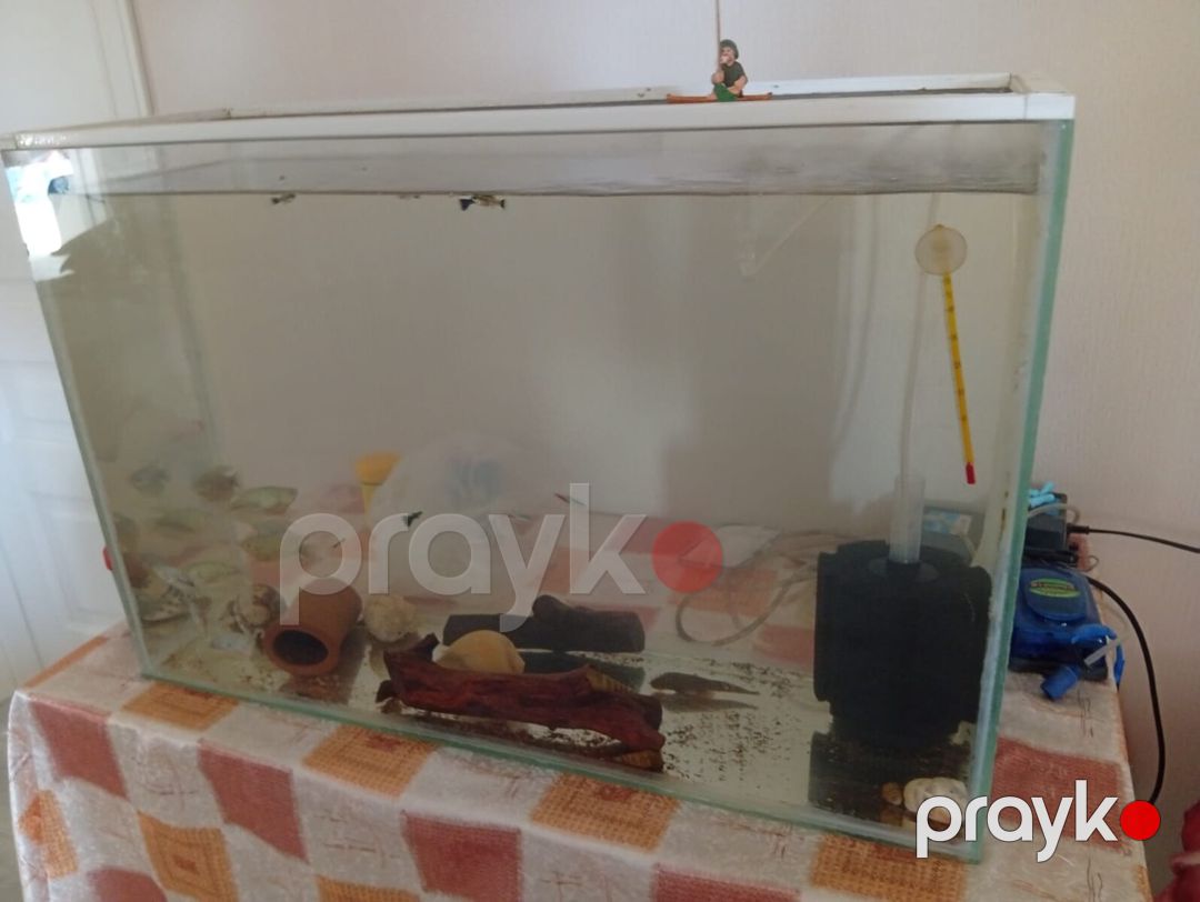 Akvarium — Akvariumlar və balıqlar, Bakı (4)