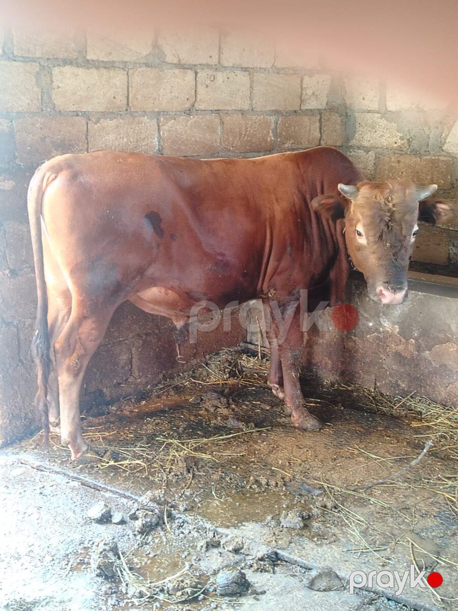 Dana — Kənd təsərrüfatı heyvanları, Cəlilabad (5)