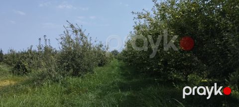 115 sot torpaq sahəsi, Quba r — Quba