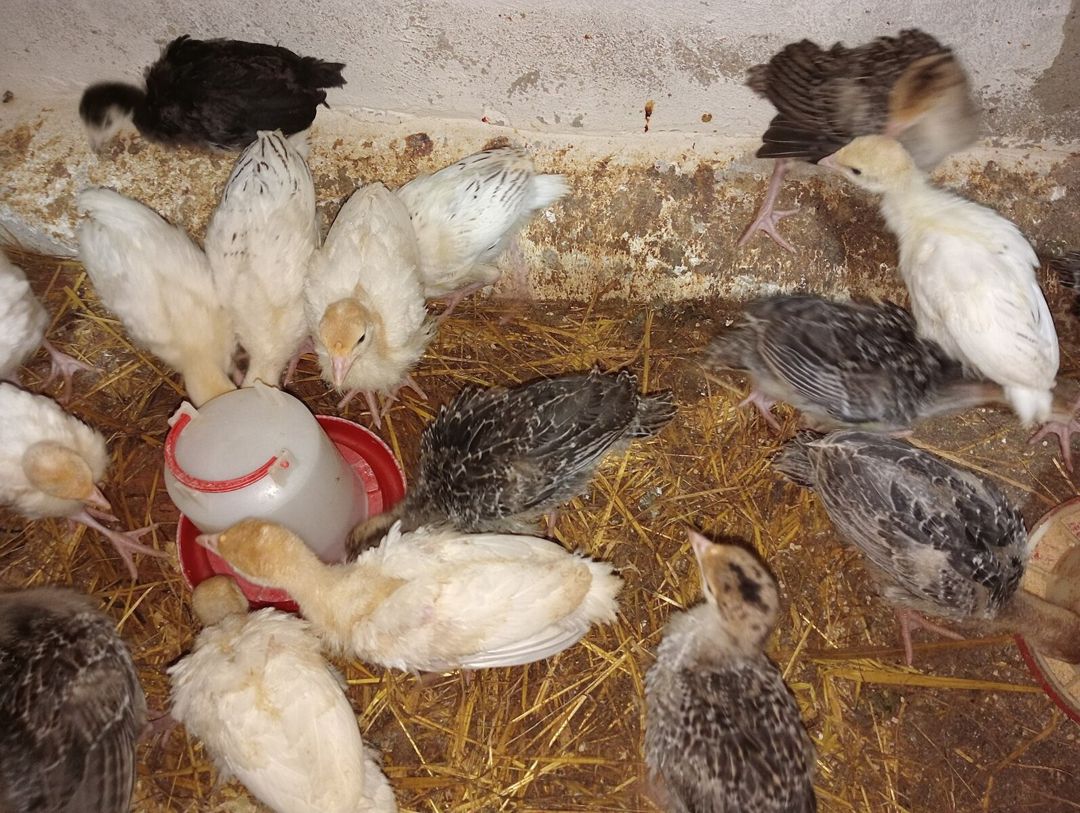 Hinduşka cücələri — Quşlar, Bakı (2)