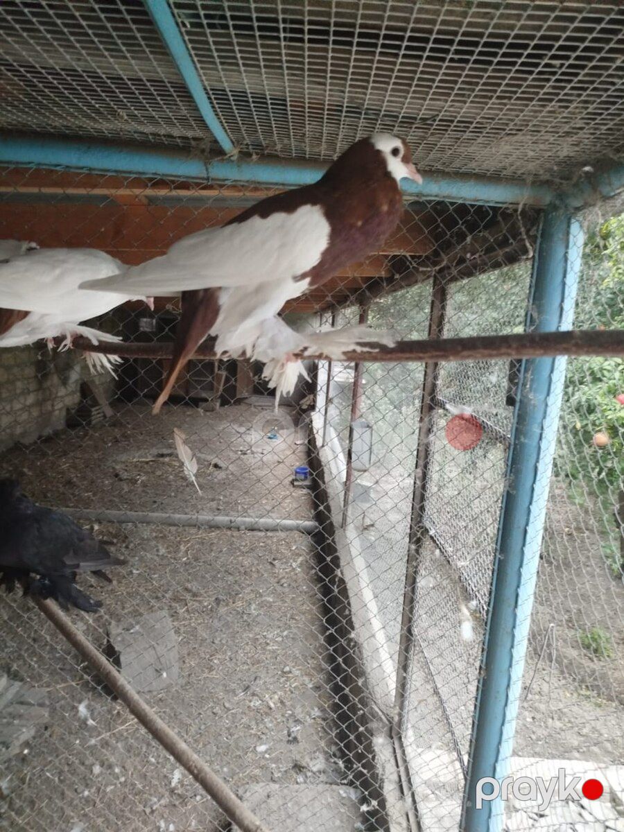 Göyərçin — Quşlar, Şabran (4)