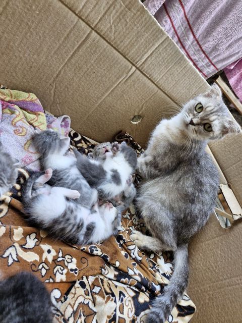 Qarışıq cinsi pişik — Bakı