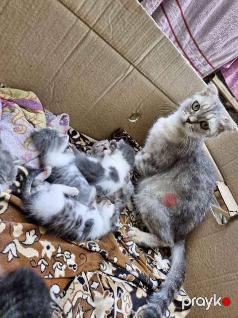 Qarışıq cinsi pişik — Bakı