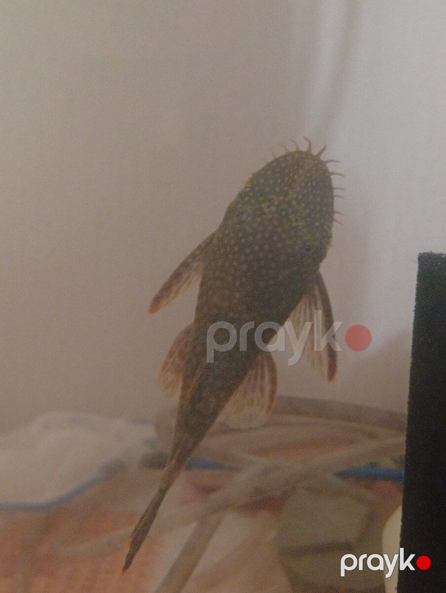 Akvarium — Akvariumlar və balıqlar, Bakı (7)