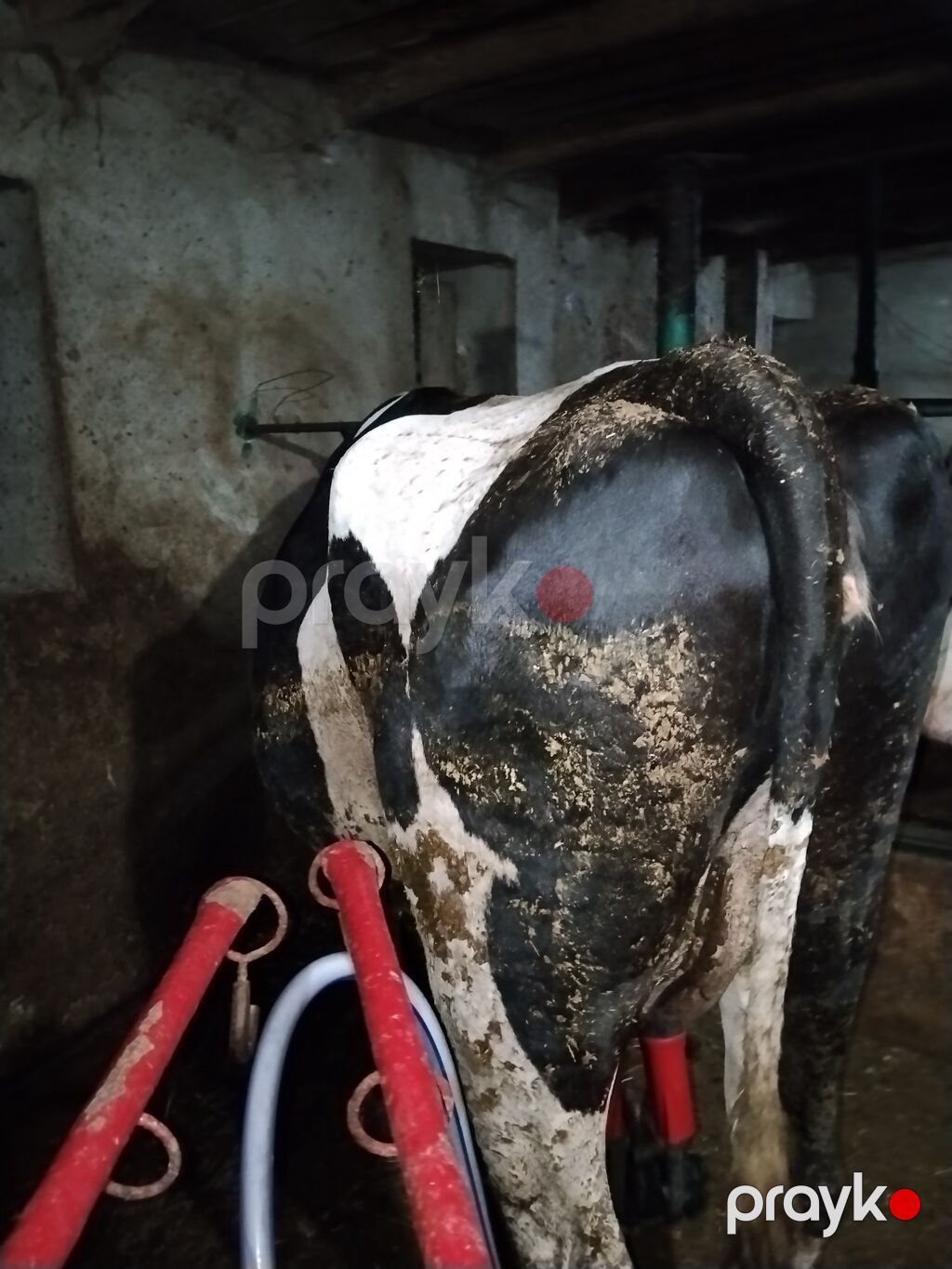 1 qarın doğub cavan maldı partdama kökdü 330340 kilo əti olar — Kənd təsərrüfatı heyvanları, Digah (2)