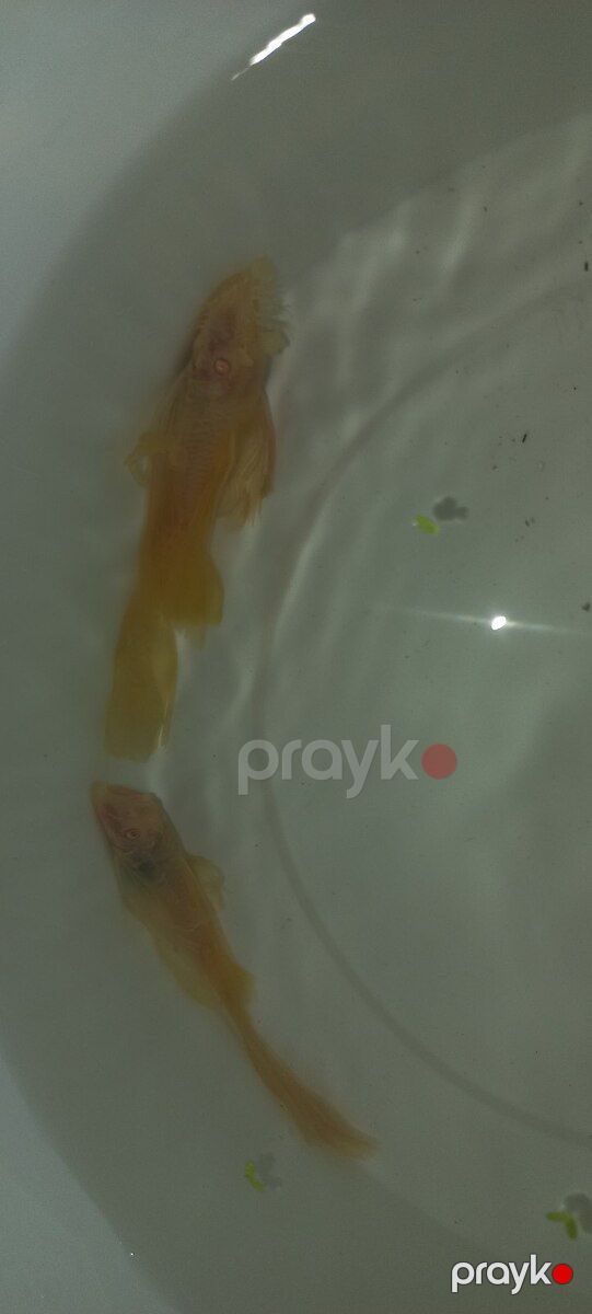 Ansitrus — Akvariumlar və balıqlar, Bakı (3)