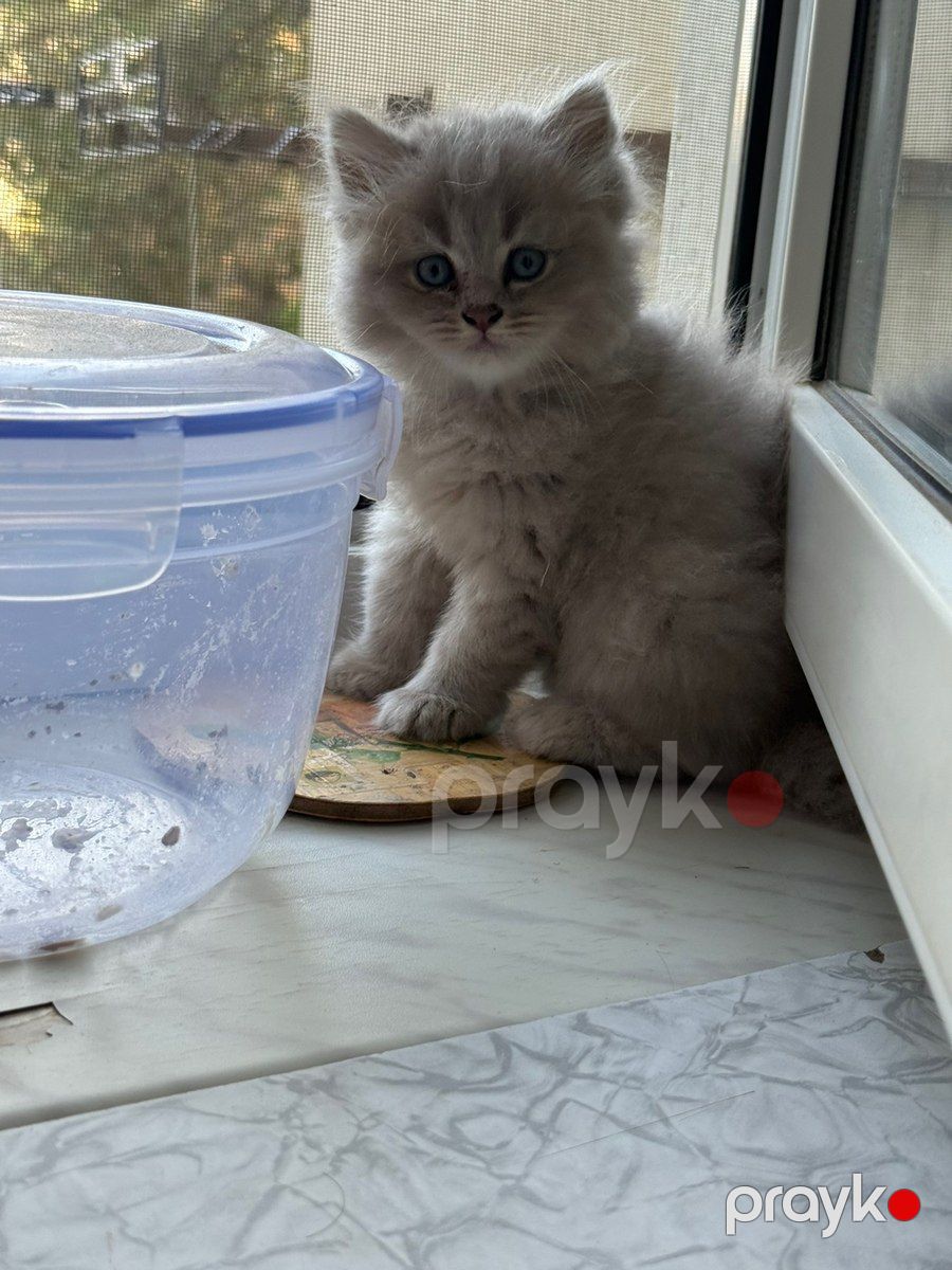 Sibir şotland pişiyi — Pişiklər, Bakı (2)