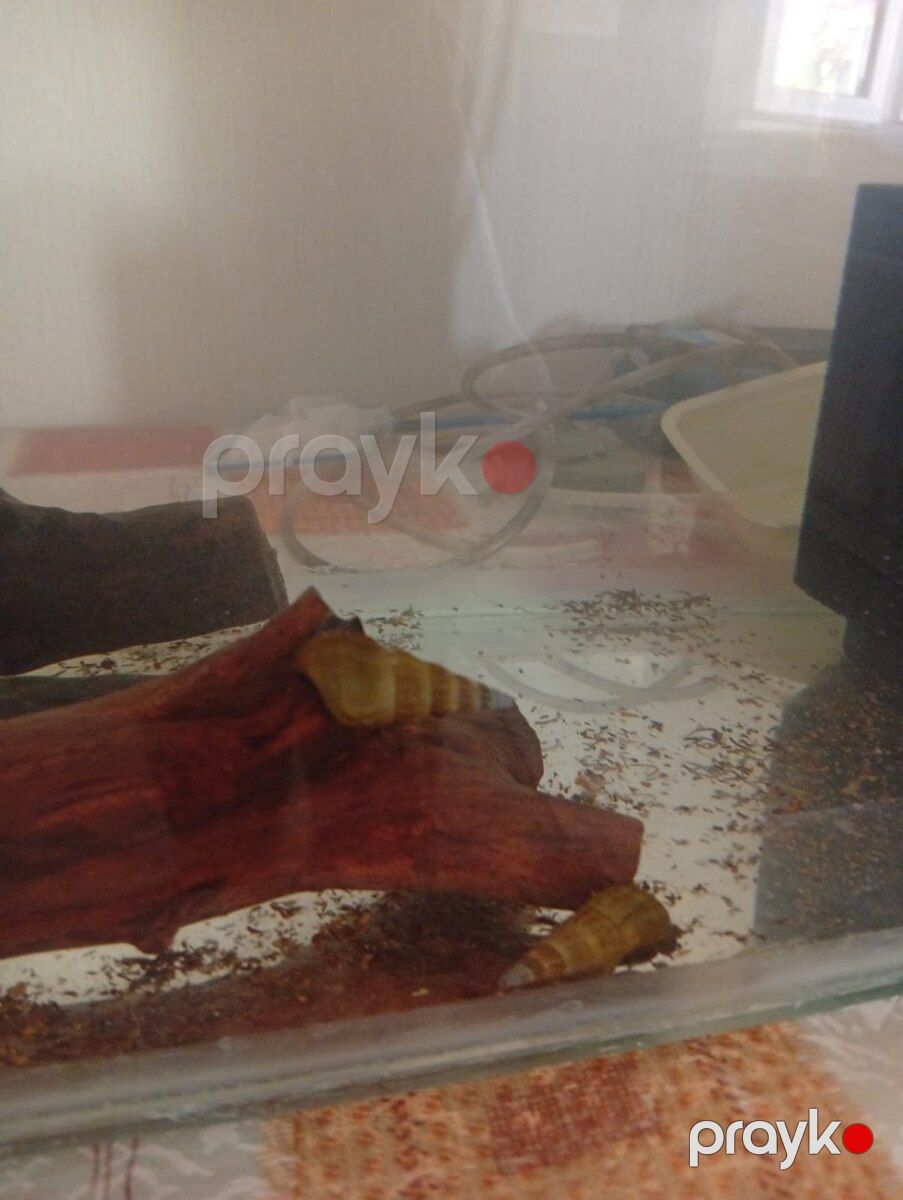 Akvarium — Akvariumlar və balıqlar, Bakı (3)