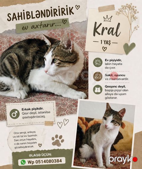 Erkək, Yaxşı əllərə, Pulsuz çatdırılma — Sumqayıt