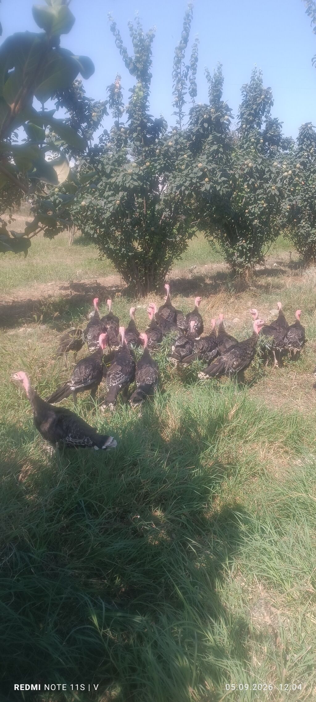 Məhsul: Hinduşka sürüsü Təsvir: - Təbii şəraitdə otlaqda bəslənən — Digərləri, Gəncə (7)