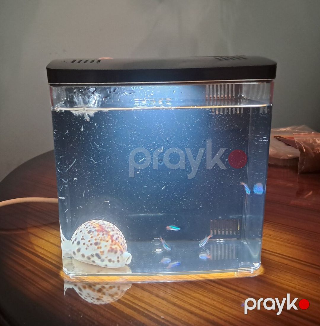 Akvarium — Akvariumlar və balıqlar, Bakı (4)