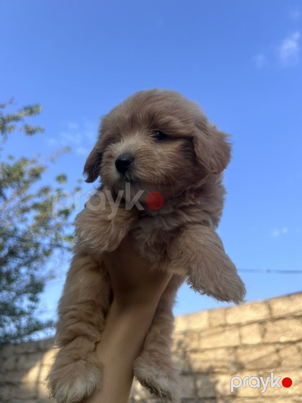 1 ay, Erkək — Köpəklər, Digah (5)