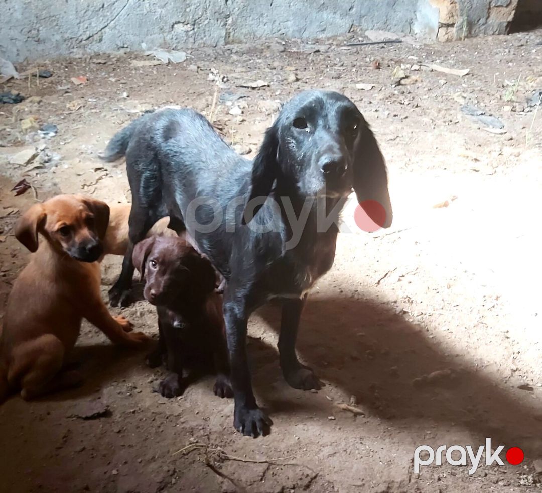 Koker spaniel — Köpəklər, Bakı (2)