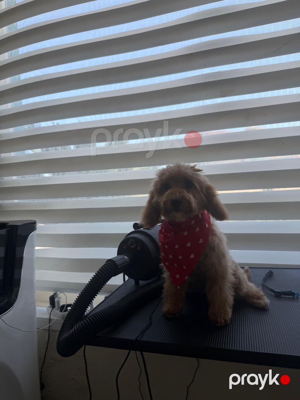 Maltipu (Maltipoo) balası – dişi Rəng: “ice gold” / buzlu krem Doğum — Digər, Bakı (5)