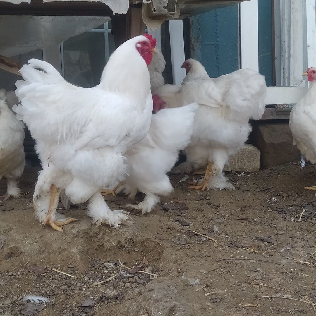 Brama yumurtası — Quşlar, Bakı (10)