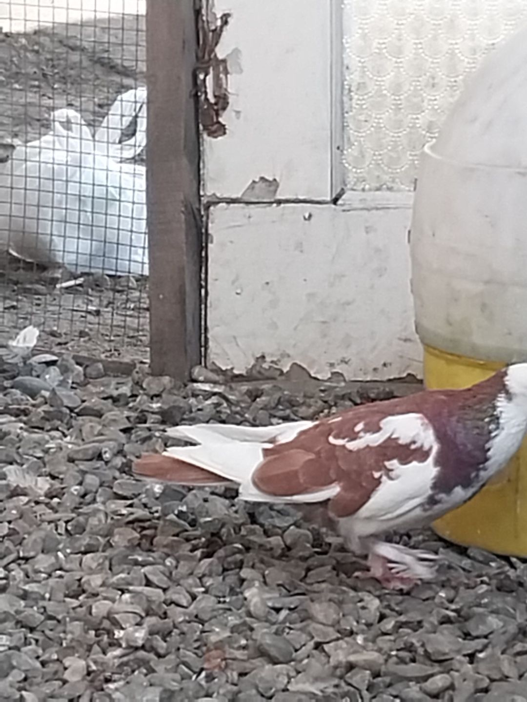 Göyərçin — Quşlar, Bakı (12)