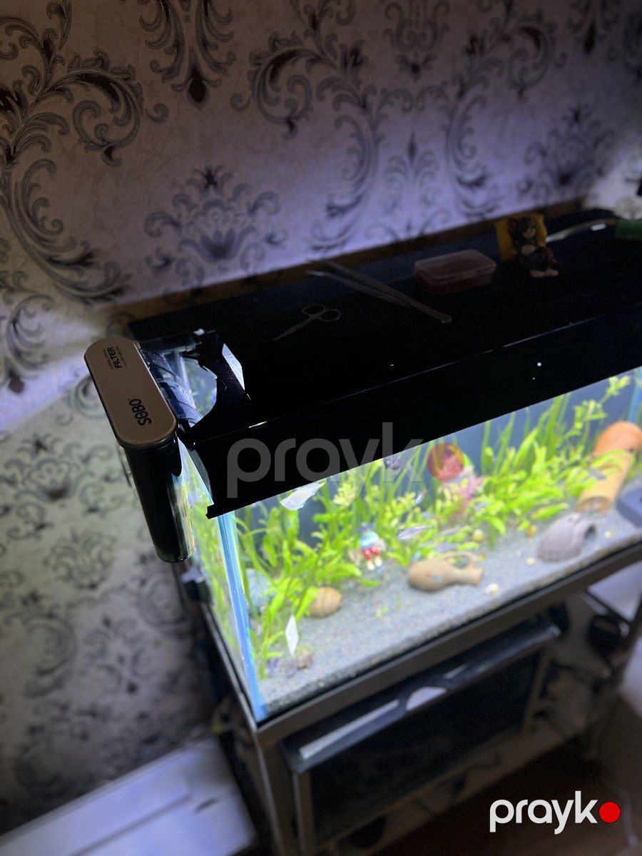 Akvarium — Akvariumlar və balıqlar, Gəncə (3)
