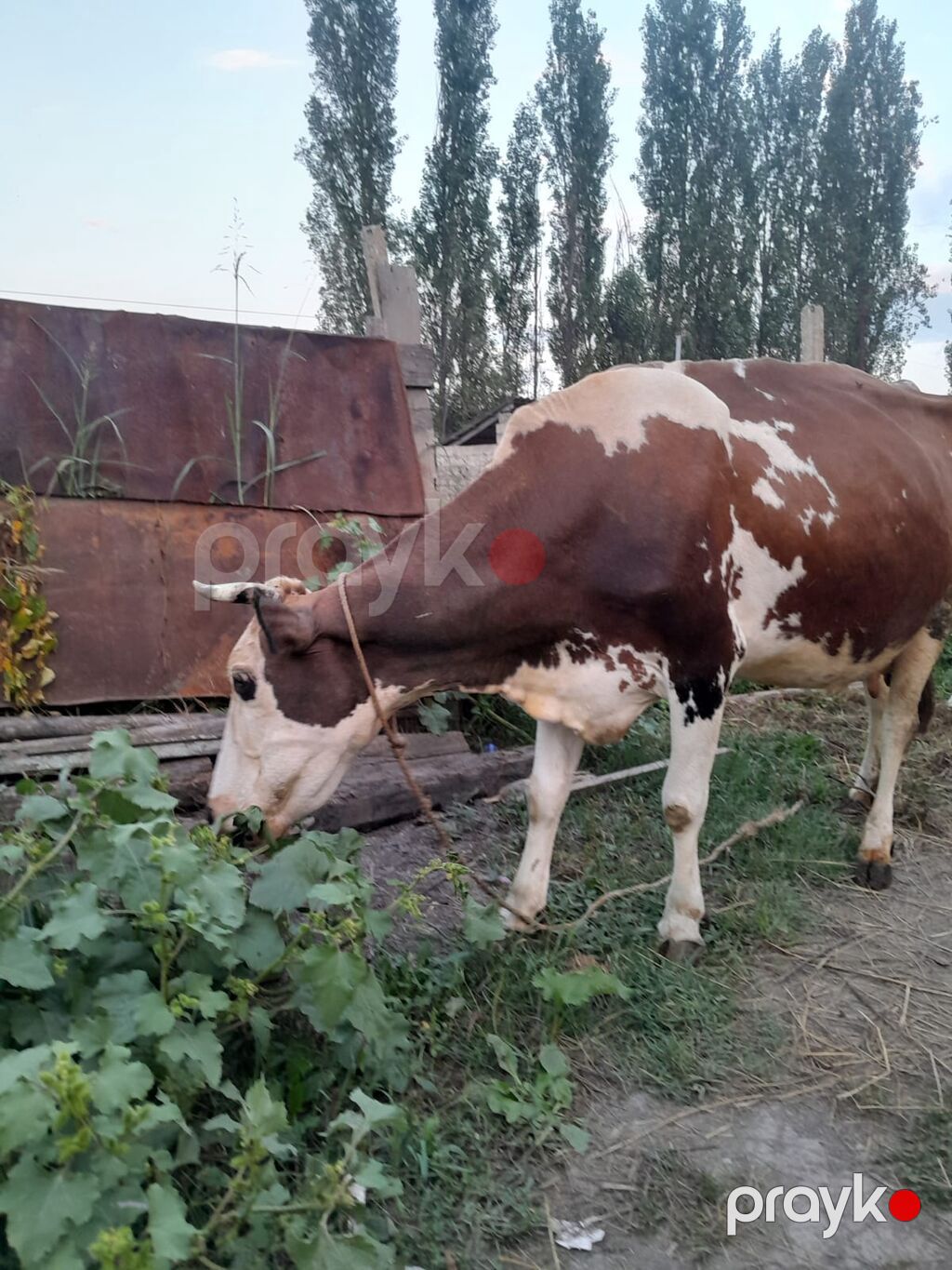 Dişi, Simental, il: 3, 1000 kq, Südlük, Ödənişli çatdırılma — Kənd təsərrüfatı heyvanları, Xaçmaz (4)