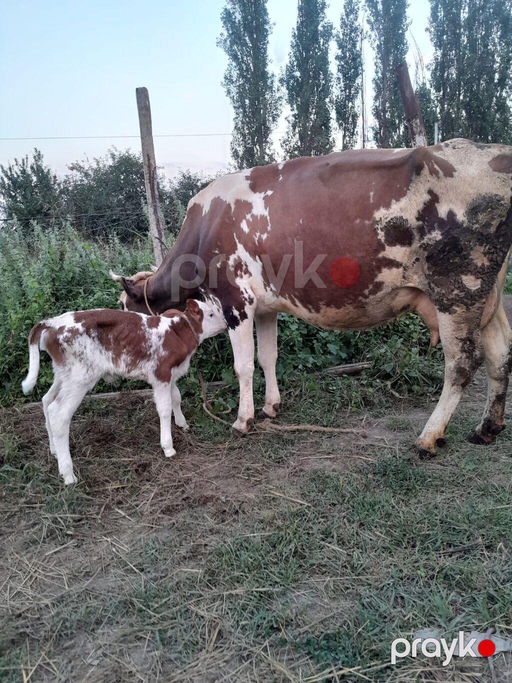 Dişi, Simental, il: 3, 1000 kq, Südlük, Ödənişli çatdırılma — Kənd təsərrüfatı heyvanları, Xaçmaz (5)
