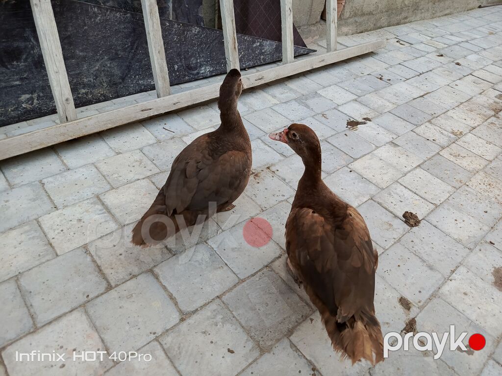 2 dənə dişi qırmızı öküz fərə satılır 3 ay yarımlıqdilar qiymətdə çox — Digərləri, Digah (3)