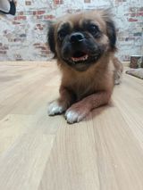 Pekines, Dişi — İtlər