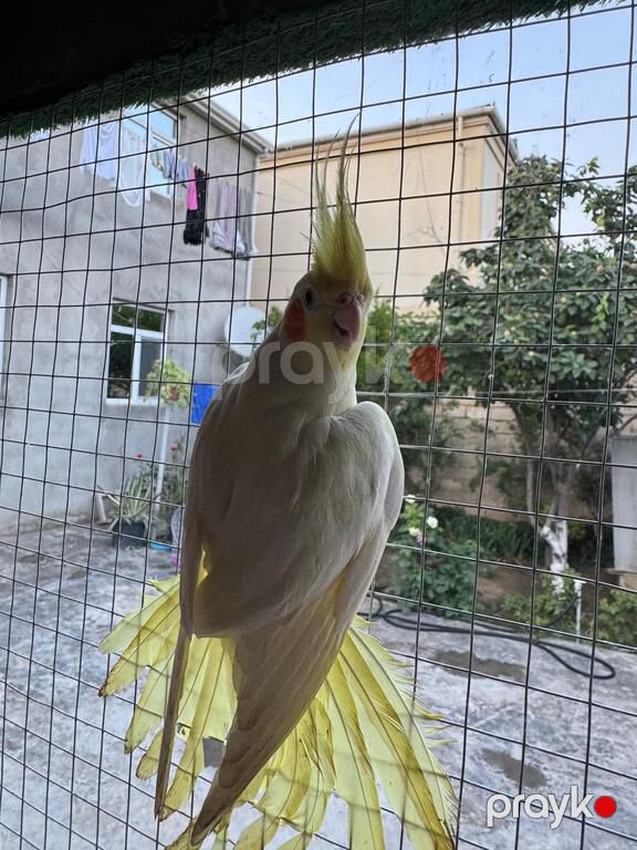Korella tutuquşu — Quşlar, Bakı (8)
